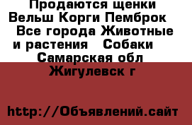 Продаются щенки Вельш Корги Пемброк  - Все города Животные и растения » Собаки   . Самарская обл.,Жигулевск г.